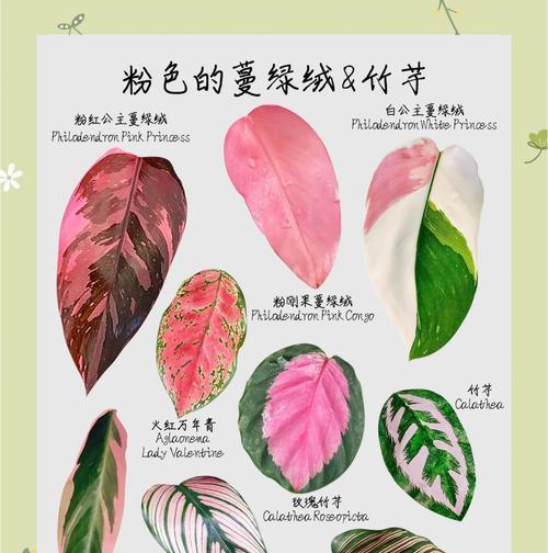 海里常见的植物有哪些？这些植物如何养殖？