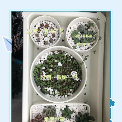 海里常见的植物有哪些？这些植物如何养殖？
