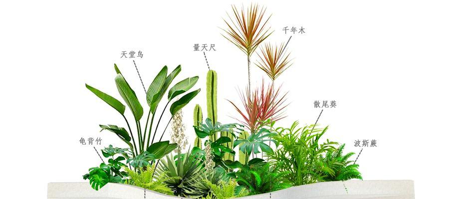 海里常见的植物有哪些？这些植物如何养殖？