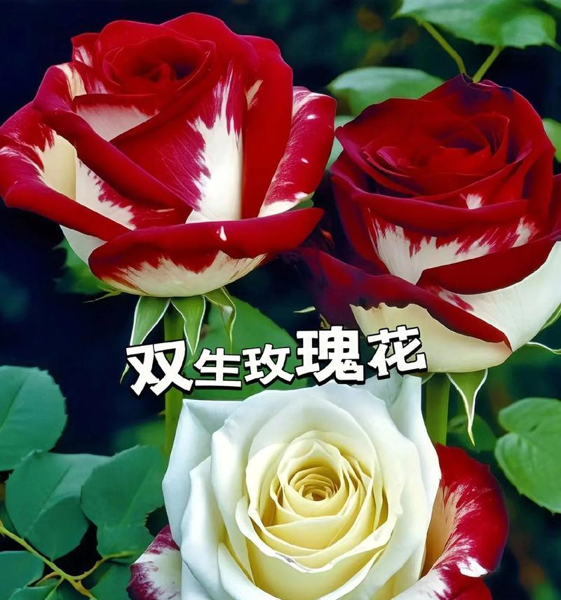 玫瑰的最佳种植时间是什么时候？