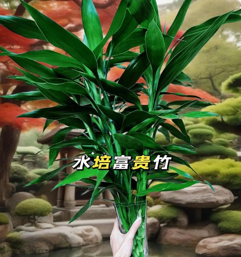 富贵竹浇水频率和方法有哪些？