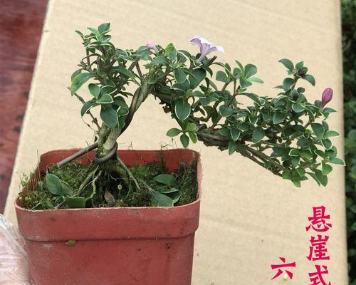 六月雪盆景提根的方法是什么？