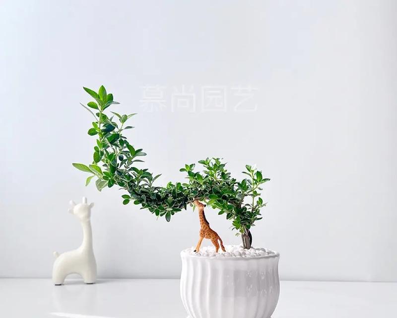 六月雪盆景提根的方法是什么？