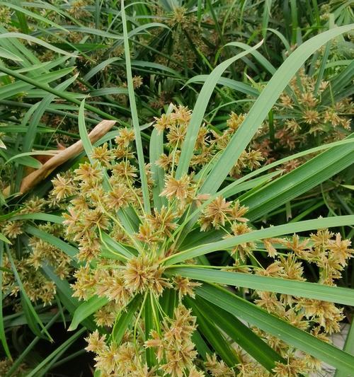 风车草属多肉植物的特点是什么？