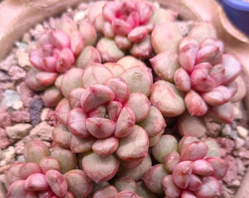 风车草属多肉植物的特点是什么？