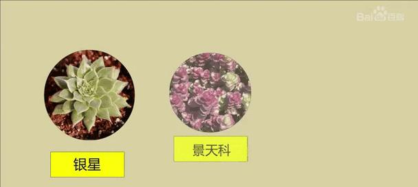 风车草属多肉植物的特点是什么？