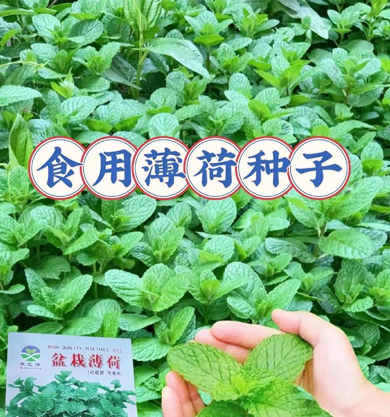 薄荷的种植和养护要点是什么？薄荷生长中需要注意哪些问题？