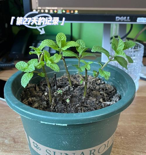薄荷的种植和养护要点是什么？薄荷生长中需要注意哪些问题？