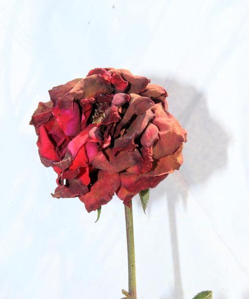 花枯萎的常见原因是什么？如何挽救枯萎的植物？