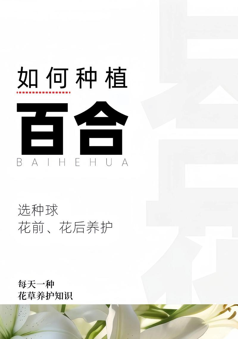 百合花的正确养护方法是什么？如何在家中养好百合花？