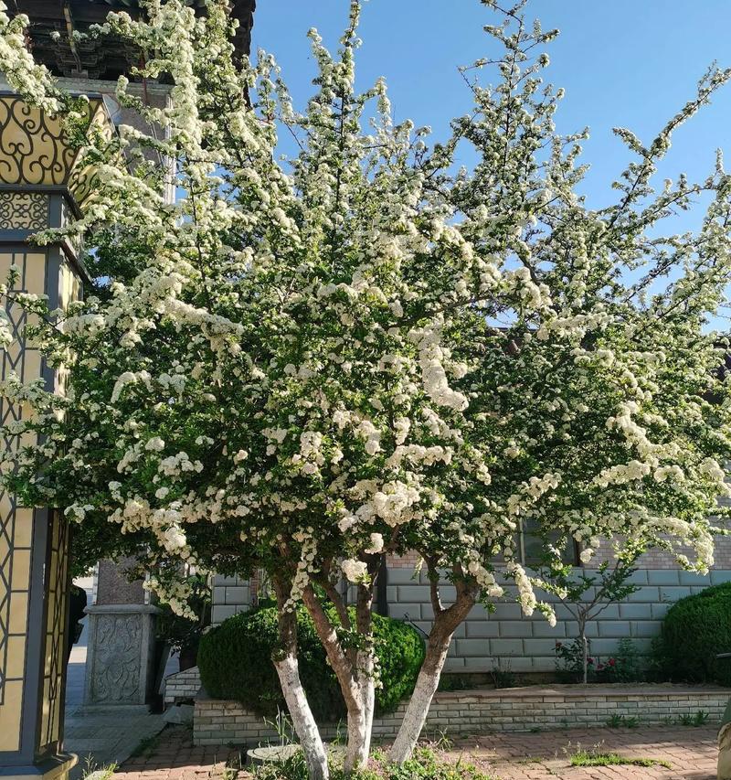 火棘有什么用途？火棘的种植和养护方法是什么？