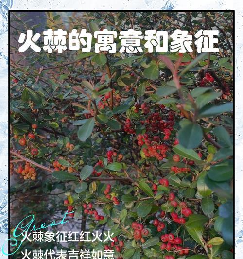火棘有什么用途？火棘的种植和养护方法是什么？