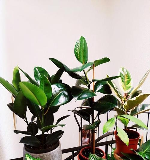 盆栽植物选择有哪些技巧？哪些植物适合室内种植？