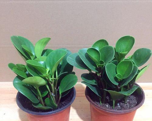 盆栽植物选择有哪些技巧？哪些植物适合室内种植？