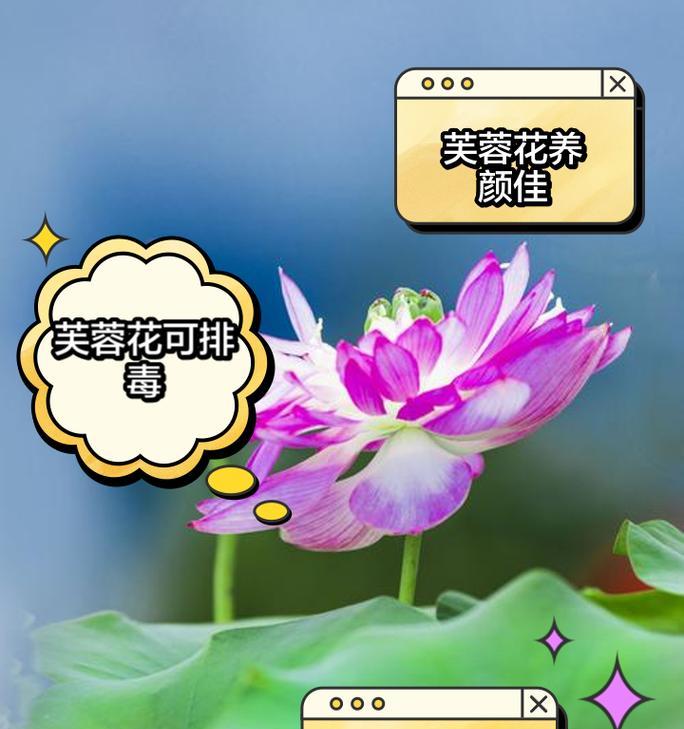 芙蓉莲的养殖方法是什么？