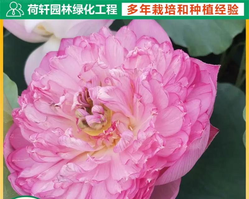 水养莲花的日常护理有哪些？如何保持水质？