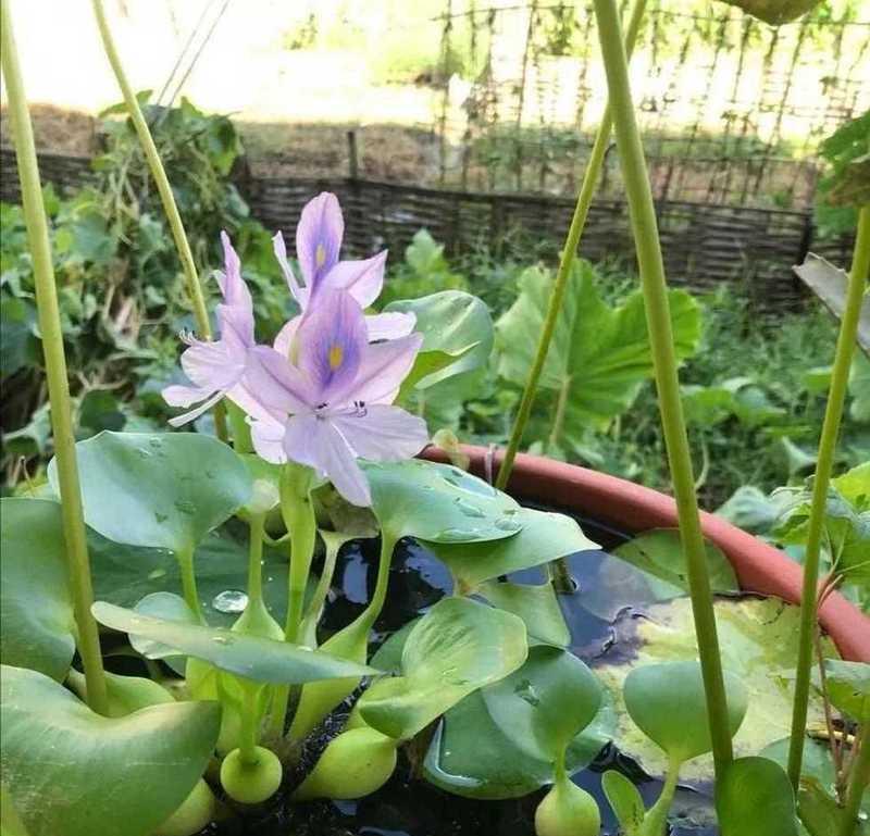 水养莲花的日常护理有哪些？如何保持水质？