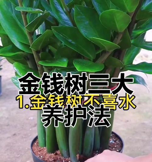 金钱树怎么养殖方法？金钱树的养殖技巧和常见问题解答是什么？