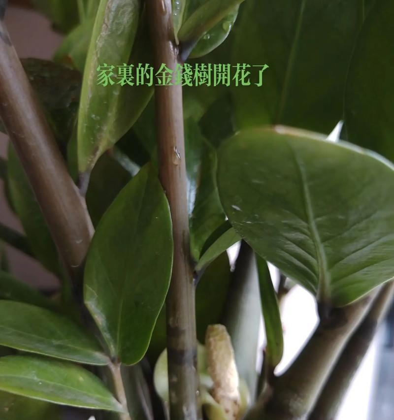 金钱树怎么养殖方法？金钱树的养殖技巧和常见问题解答是什么？