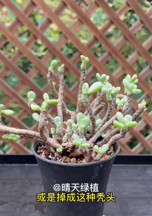 室内植物叶子脱落怎么办？