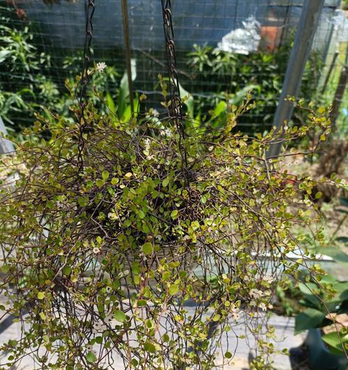 室内植物叶子脱落怎么办？