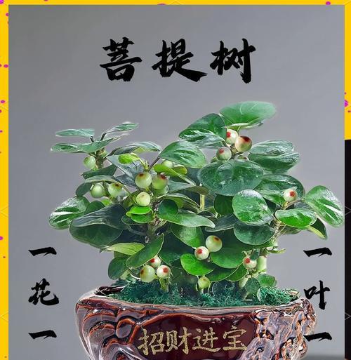 盆栽果树结果后养护的秘诀是什么？
