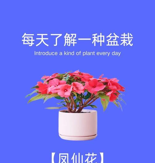 凤仙花叶子变黄的原因及解决办法？
