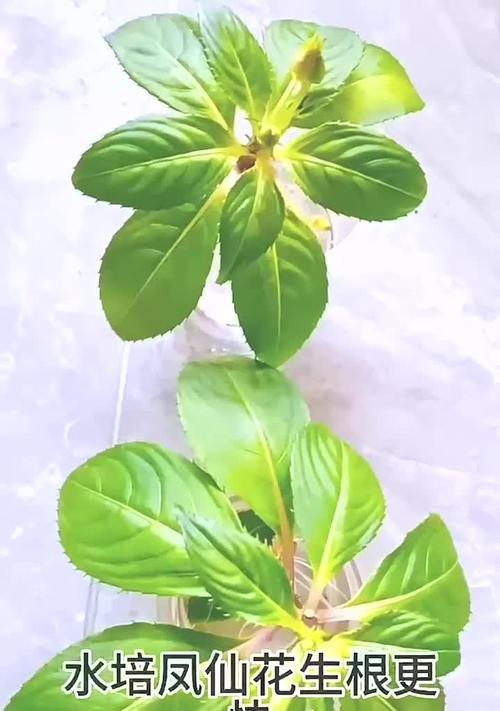 凤仙花叶子变黄的原因及解决办法？