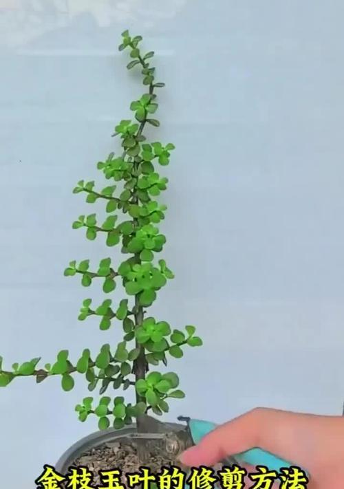 盆栽果树夏季修剪的正确方法有哪些？如何进行有效的夏季修剪？