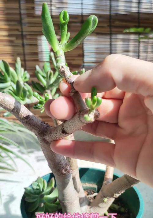 盆栽果树夏季修剪的正确方法有哪些？如何进行有效的夏季修剪？