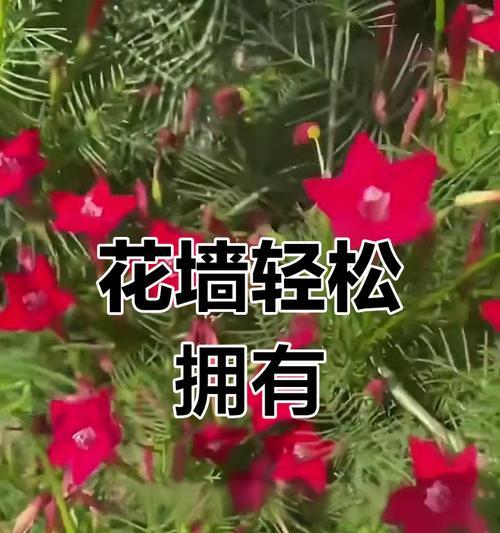 茑萝种植的正确步骤是什么？茑萝种植后如何管理？