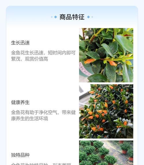 茑萝种植的正确步骤是什么？茑萝种植后如何管理？
