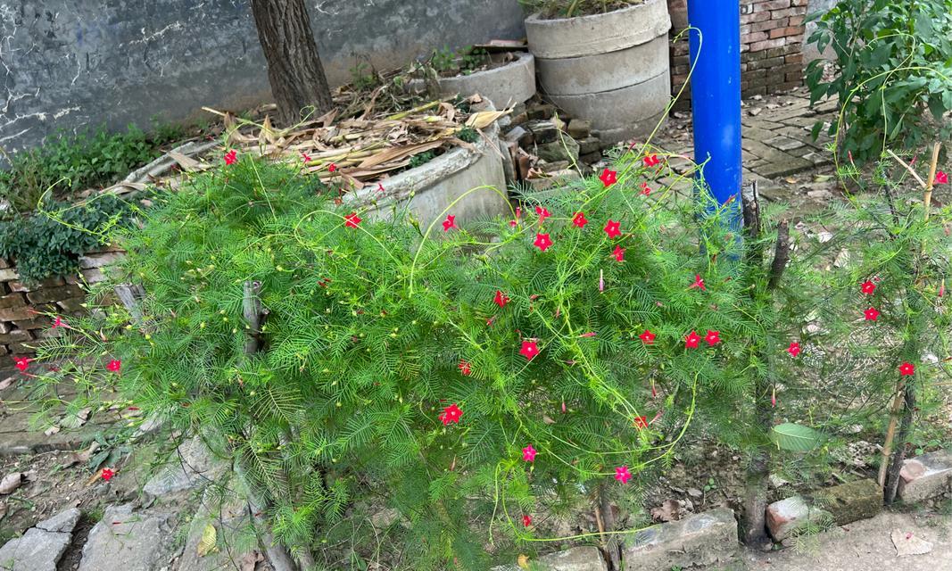 茑萝种植的正确步骤是什么？茑萝种植后如何管理？