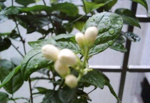 茉莉冬季养护要点有哪些？如何确保茉莉在冬天健康生长？
