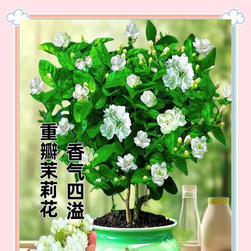 茉莉冬季养护要点有哪些？如何确保茉莉在冬天健康生长？