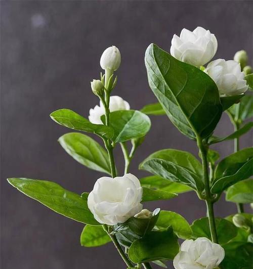 茉莉冬季养护要点有哪些？如何确保茉莉在冬天健康生长？