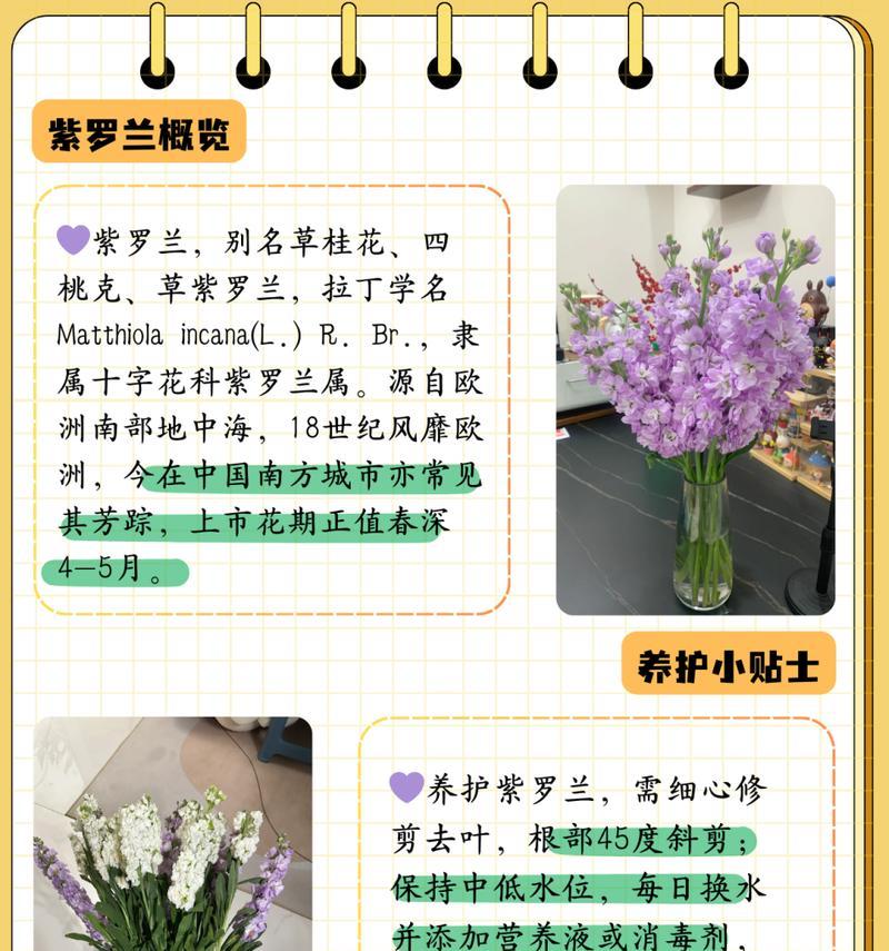 非洲紫罗兰的养殖方法是什么？如何保持其鲜艳？