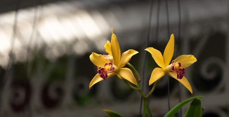 室内兰花养护技巧有哪些？如何营造适宜兰花生长的环境？