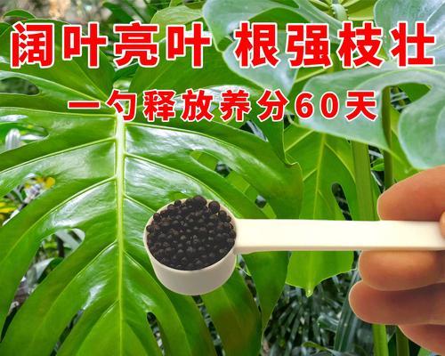 养花时使用哪种肥料效果最佳？