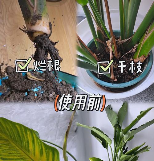 鹤望兰施肥的正确方法是什么？