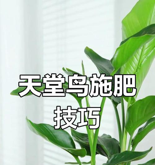 鹤望兰施肥的正确方法是什么？