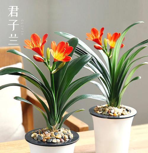 君子兰生长缓慢的原因是什么？如何促进其健康生长？