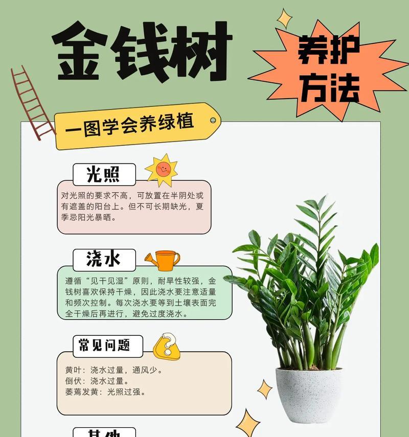 金钱树快速生长的方法是什么？