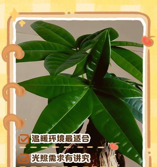 金钱树快速生长的方法是什么？