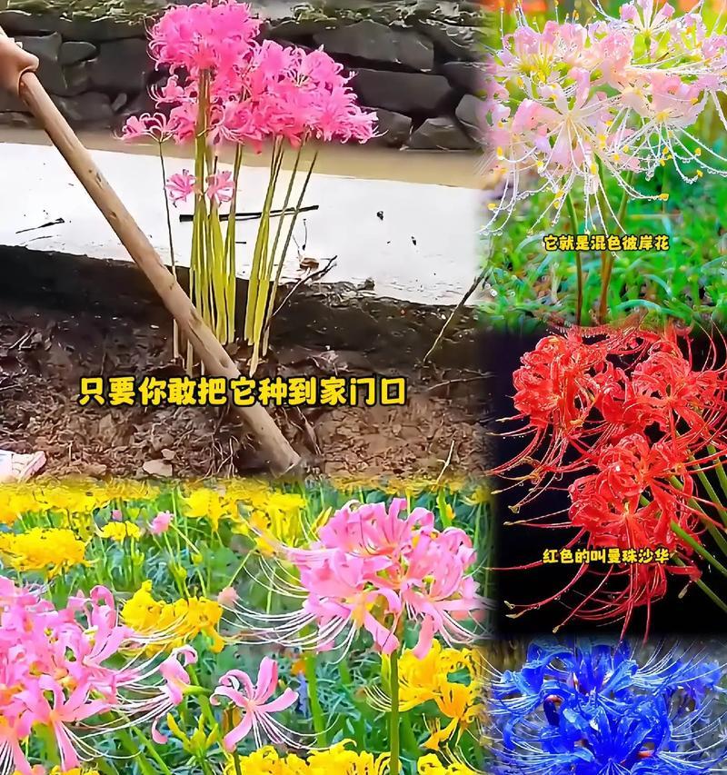 如何识别不同的花卉？花卉的识别方法有哪些？