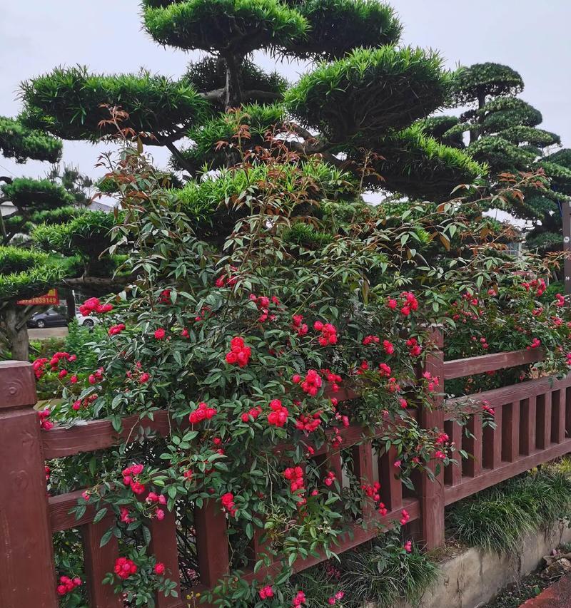 如何识别不同的花卉？花卉的识别方法有哪些？