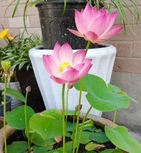 水莲花怎么养盆栽？水培水莲花如何才能开花？