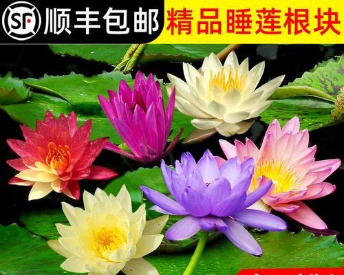 水莲花怎么养盆栽？水培水莲花如何才能开花？