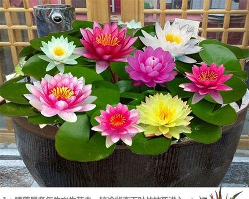 水莲花怎么养盆栽？水培水莲花如何才能开花？