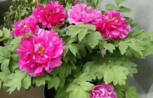 牡丹花夏季养护要点是什么？如何避免高温伤害？